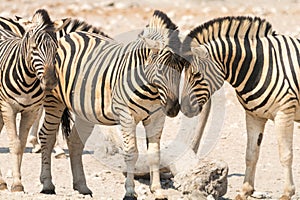 Zebra in Etosha National Park, Namibia