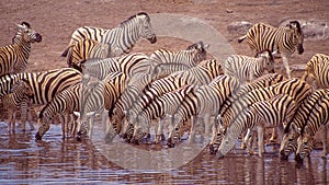 Zebra at an Etosha Waterhole