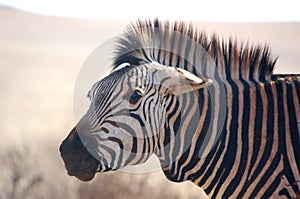 Zebra Expression photo