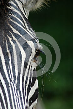 Closeup Zebra eye