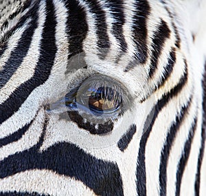 Zebra Eye