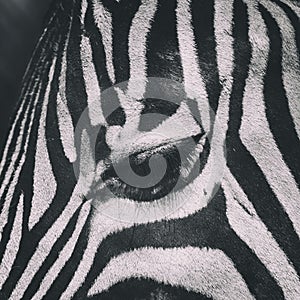 Zebra Eye close up