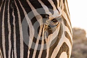 Zebra eye in the close