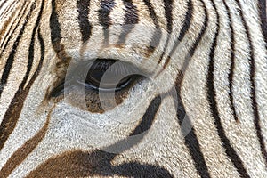 Zebra eye close-up