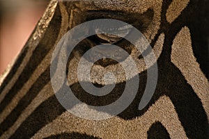 Zebra eye