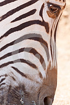 Zebra eye close up shot