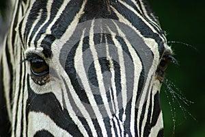 Zebra eyes