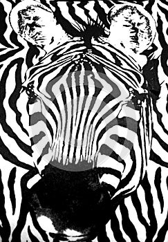 Zebra fabric texture