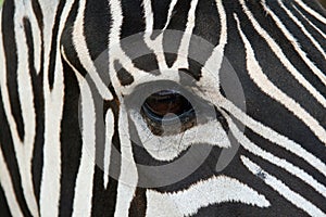 Zebra Face