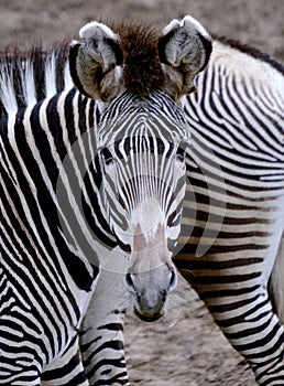 Zebra Face