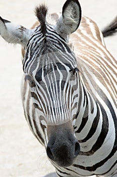 Zebra face