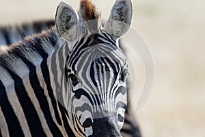 A zebra is facing the camera with its ears pricked forward