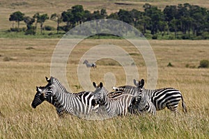 Zebra familiy in the grasslands of Masai Mara