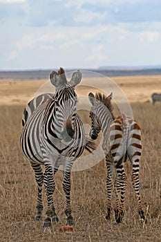 Zebra Family