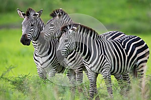 Zebra family photo