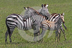 Zebra Family