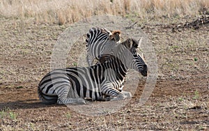 Zebra Family