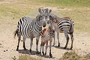 Zebra family in the african savannah.