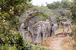 Zebra family bundling up to go to the dam