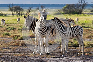 Zebra family at Etosha National Park