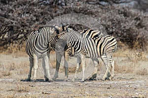 Zebra family in`Etosha National Park near Namutoni in Namibia