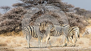Zebra family in`Etosha National Park near Namutoni in Namibia