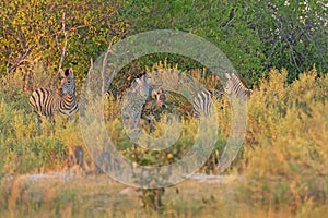 Zebra Family Feeding in the Savanah