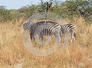 A Zebra Family in the Grasslands