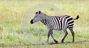 A Zebra family grazes in the savanna in close proximity to other animals