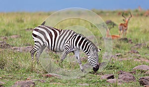 A Zebra family grazes in the savanna in close proximity to other animals