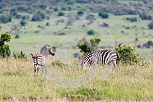 A Zebra family grazes in the savanna in close proximity to other animals