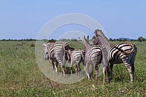 Zebra family herd walking away together into the bushveld grasslands