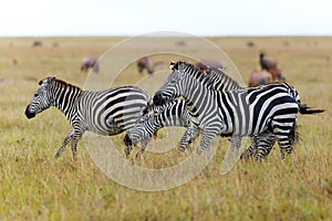 Zebra family in the Masai Mara