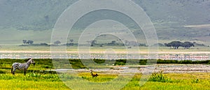 Zebra Family in the Ngorogoro Crater