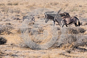 Zebra family take a walk with an oryx in Etosha National Park, Namibia