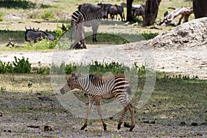 Zebra family in Tarangire National Park, Tanzania