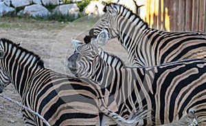 Zebra family walking around the Zoo and one of them looking at the camera.