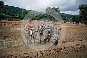 Zebra in Fasano apulia safari zoo Italy