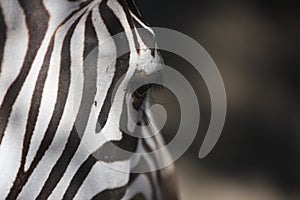 Zebra feature