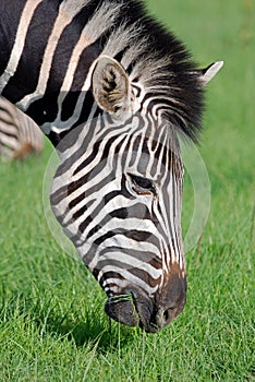 Zebra Feeding photo