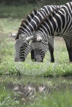 Zebra feeding