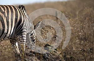 Zebra feeding on African savannah grasses in South Africa`s Pilanesberg National Park