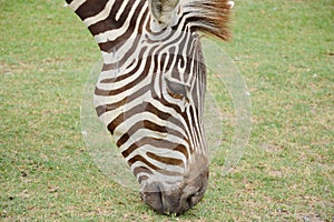 Zebra feeding grass on ground in field