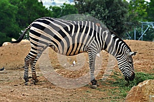 Zebra feeding on grass