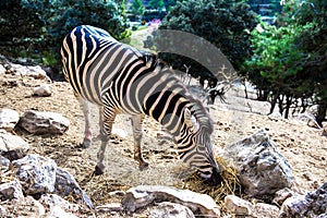 Zebra feeding outdoors