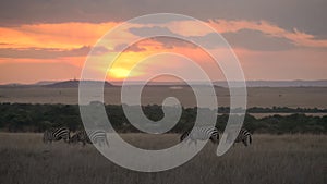 Zebra feeding sunset at masai mara in kenya
