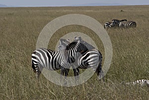 Zebra female