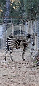 Zebra fenced enclosure