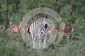 Zebra with few antelopes photo
