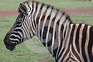 Zebra in Field